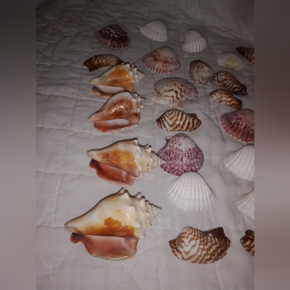 Sea Shells Mini Conchs Crafting Lot of 34 - Picture 2 of 6